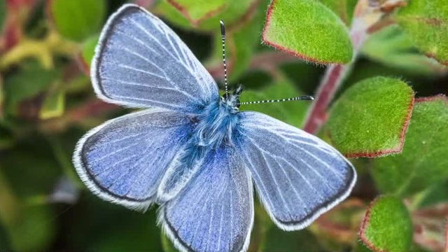 Blue butterflies back in San Francisco, after Xerces extinction