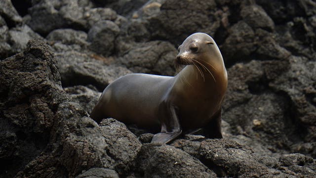 Search for suspect who decapitated dead sea lion in Bodega Bay