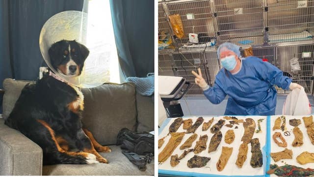 Puppy ingests 44 items including socks, onesie prompting emergency surgery