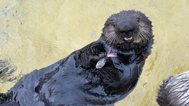 Monterey Bay Aquarium announces poll to name new sea otter