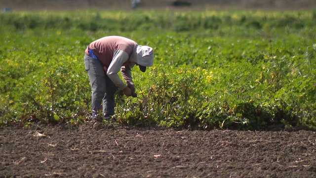 Bay Area farmers face uncertainty as tariff risk looms