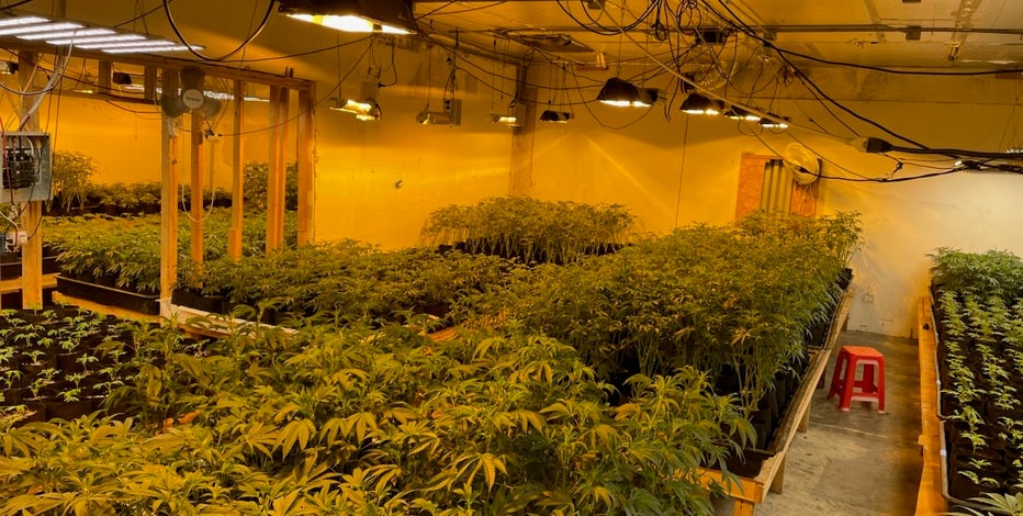 Illegal cannabis worth $20 million found in Oakland warehouse