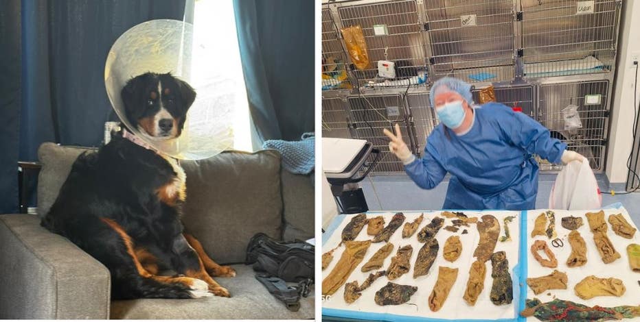 Puppy ingests 44 items including socks, onesie prompting emergency surgery