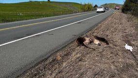 Several otters found dead near Sonoma County road