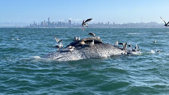 Bay Area biologists count 5 dead whales in a week