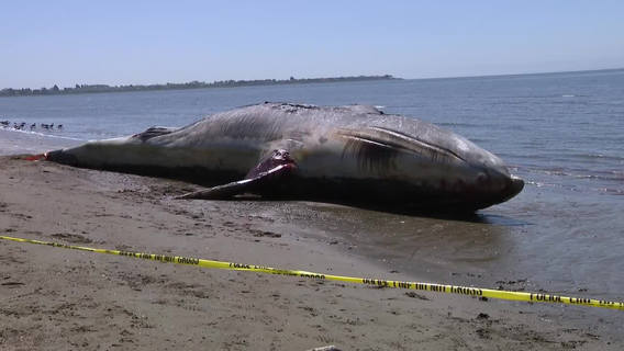 Dead gray whale washes up in Alameda