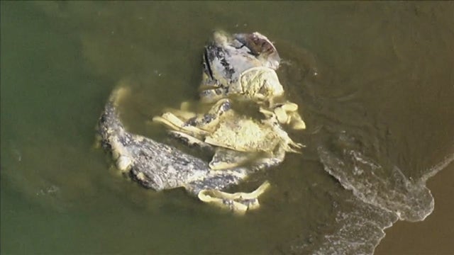 Whale remains wash up at San Francisco's Crissy Field