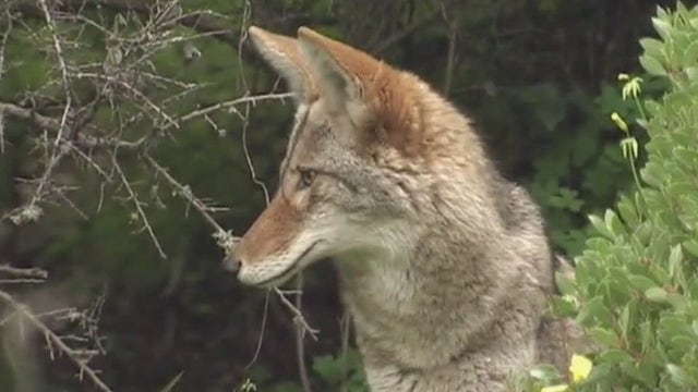 Dogs prohibited from some Presidio trails during coyote pupping season