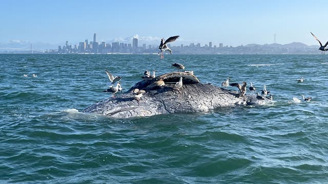 Bay Area biologists count 5 dead whales in a week
