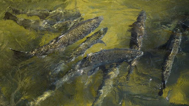 Recreational salmon fishing is coming back to California