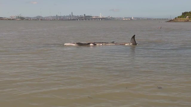 Rare whale spotted in Emeryville humanely euthanized