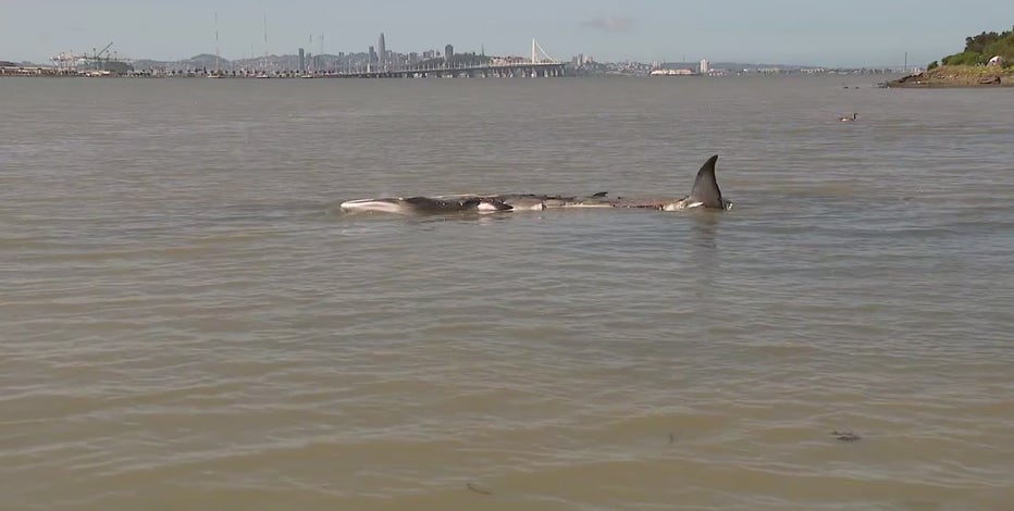 Rare whale spotted in Emeryville humanely euthanized