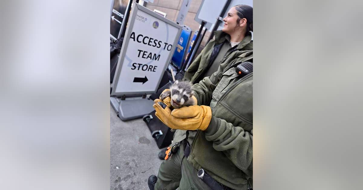 Orphaned raccoons living in walls of Chase Center rescued by SF animal ...