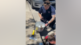 Firefighters rescue ducklings trapped in sewer in San Mateo