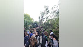 Multiple injured after tree falls during Diablo Valley College graduation