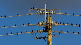 About 50 birds have dropped dead in an East Bay neighborhood. Why electrocution is being ruled out