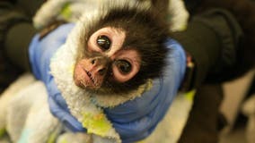 Young spider monkey rescued from home in Vallejo