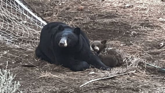Tahoe cub gets stuck in a soccer net as protective mother bear guards her young