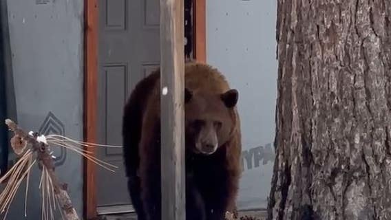 Bear breaks into Tahoe ice cream shop, swipes gallons of chocolate chip cookie dough