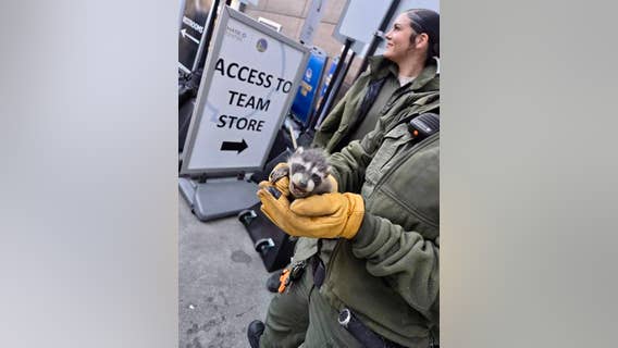 Orphaned raccoons living in walls of Chase Center rescued by SF animal care officers