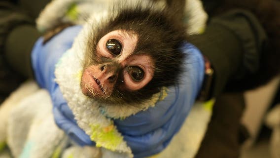 Young spider monkey rescued from home in Vallejo