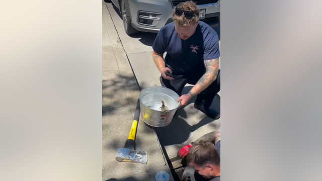 Firefighters rescue ducklings trapped in sewer in San Mateo