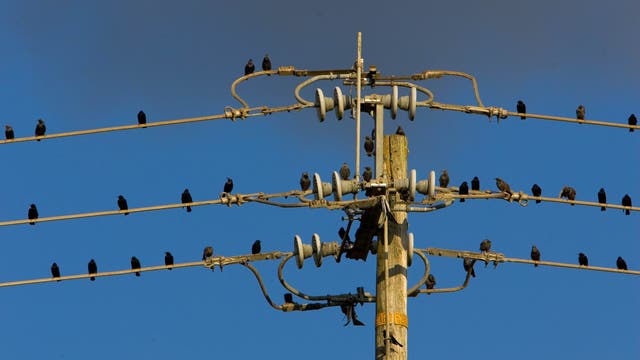 California may give up a lot of freedom to join western power grid