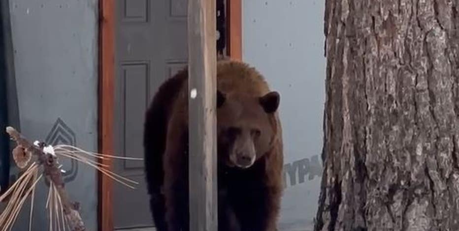 Bear breaks into Tahoe ice cream shop, swipes gallons of chocolate chip cookie dough