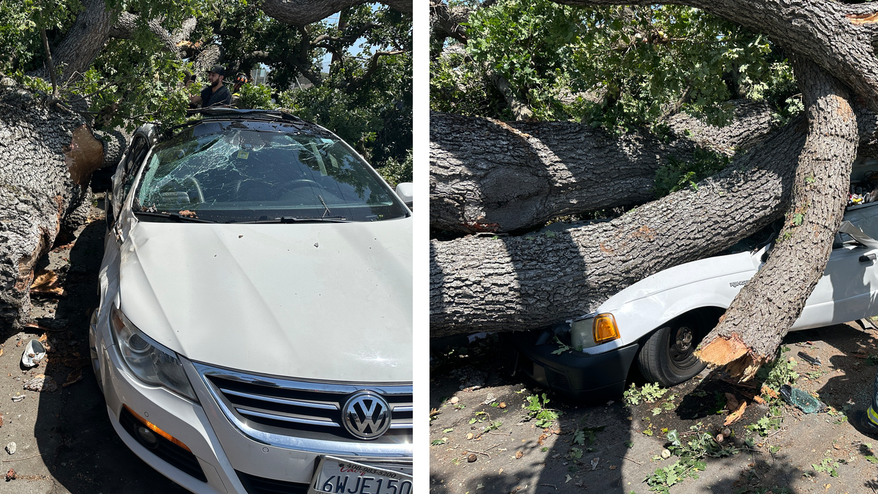 Large Trees Fall, Injure Multiple, Block Roads in Tennessee, California