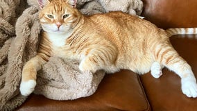 Anti-cat declawing bill in California advances