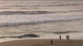 14th dead whale of 2025 washes up on Montara Beach