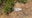 Officials searching for large South American lizard in Santa Clara County park