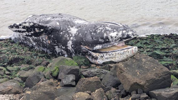 Dead whale washes ashore in Richmond