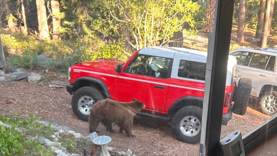 Tahoe mother bear euthanized after an attack, leaving behind 2 cubs
