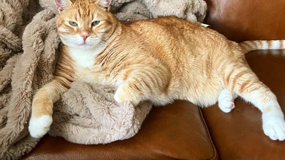 Anti-cat declawing bill in California advances