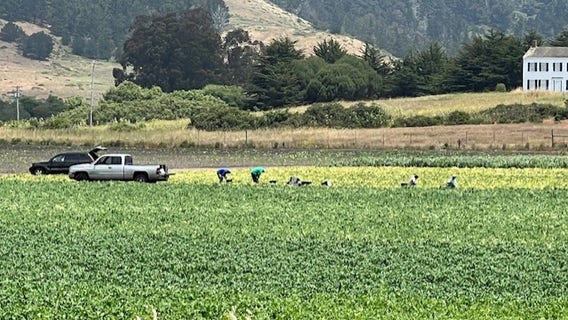 Fear of ongoing ICE raids impacting coastal farming communities