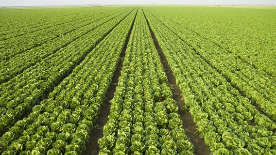 California stands to lose $278 billion without undocumented workers: report