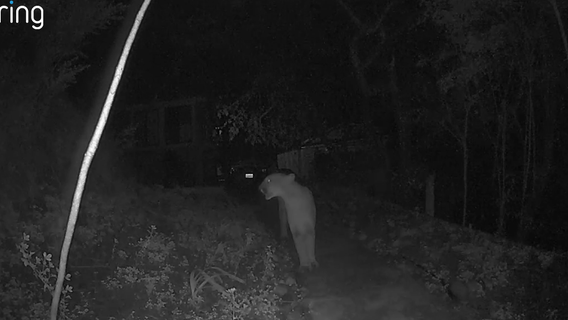 Cougar caught strolling California neighborhood