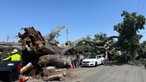 Massive fallen tree crushes cars in San Mateo