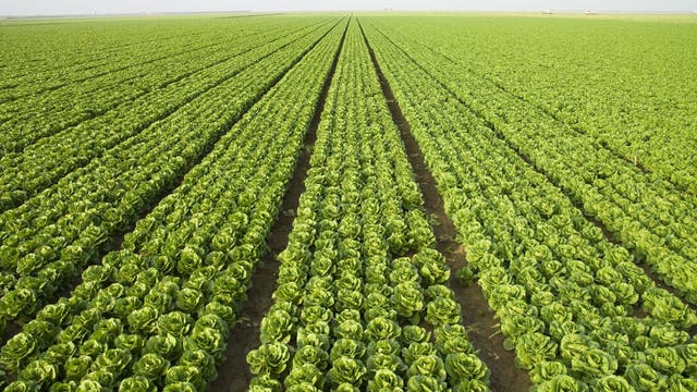 California stands to lose $278 billion without undocumented workers: report