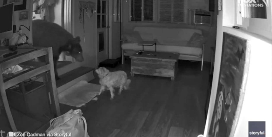 Dog comes face-to-face with bear inside California home