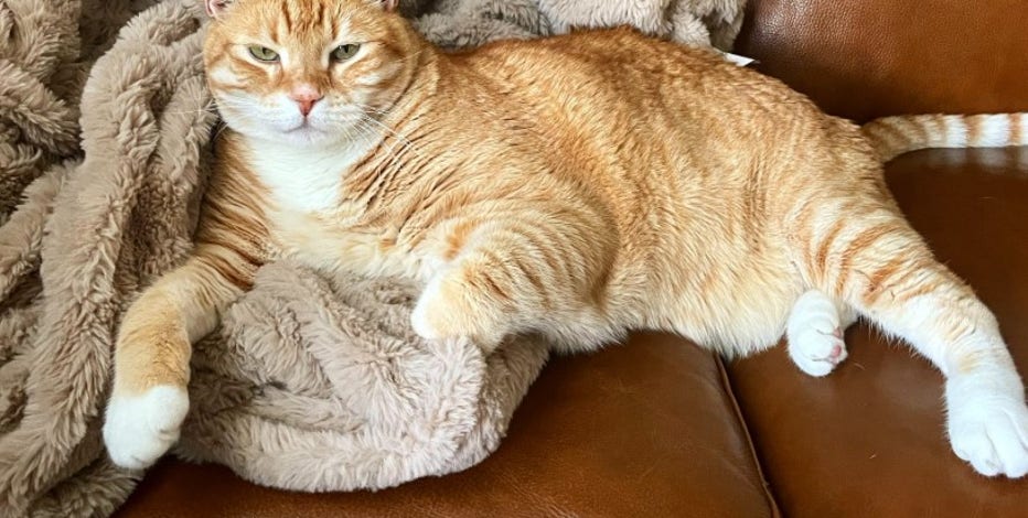 Anti-cat declawing bill in California advances