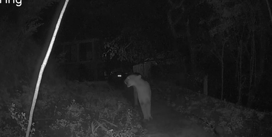 Cougar caught strolling California neighborhood
