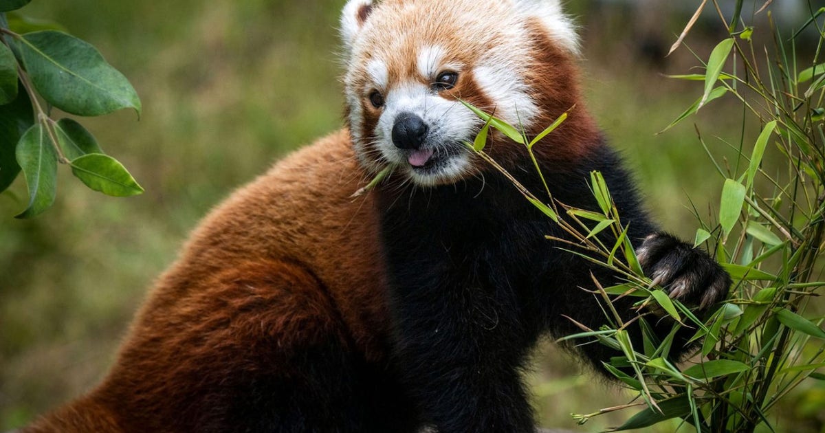 panda.jpg?ve=1&tl=1