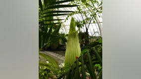 San Francisco's corpse flower is ready to bloom