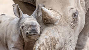 New baby rhino born at Santa Rosa’s Safari West