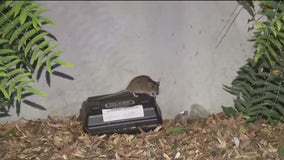 Rat infestation plagues Vallejo ferry terminal