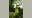 San Francisco's corpse flower is ready to bloom