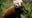 Tenzing, red panda at San Francisco Zoo, has died