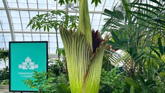 Stinky corpse flower in San Francisco is now in bloom